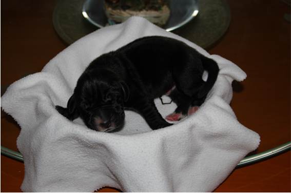 geboorte-eerste-pup-reu--